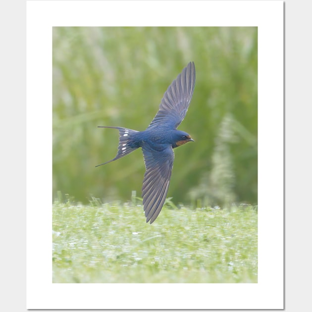 Barn Swallow in Flight Wall Art by BirdsnStuff